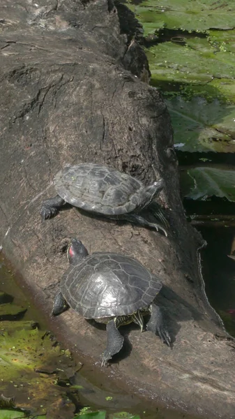 Großaufnahme Von Schildkröten Auf Baum Fluss — Stockfoto