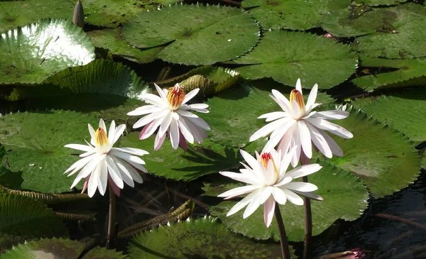 湖に咲く蓮の花も多く 睡蓮とも呼ばれます — ストック写真