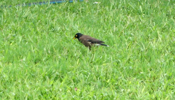 Bird Sitting Green Grass — Stock Photo, Image