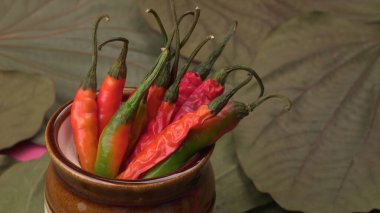 Uzun taze Hint yeşili ve kırmızı biberleri. Sıcak ve baharatlı yemekler için organik Hint baharatları..