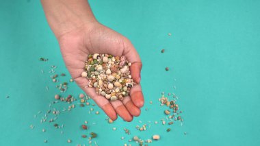 Mavi arka planda çeşitli fasulyeler olan kadın eli. Sağlıklı gıda konsepti