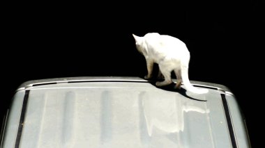 Kedi arabada oturuyor, siyah arka plan. 