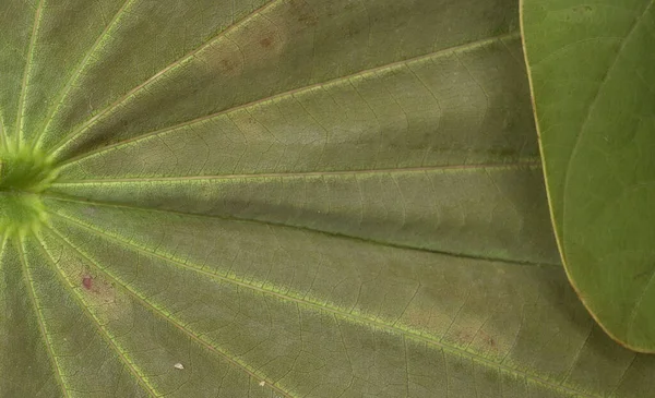 Крупный План Рисунка Зеленых Листьев Цветочный Фон — стоковое фото