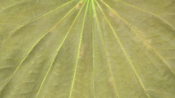 Nahaufnahme Von Grünen Blättern Muster Blumiger Hintergrund — Stockfoto