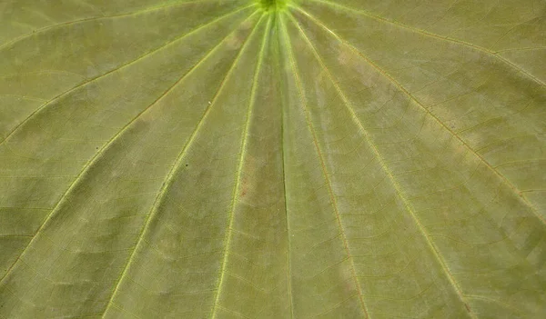 Closeup Green Leaves Pattern Floral Background — Stock Photo, Image