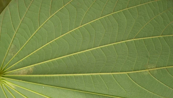 Primo Piano Del Modello Foglie Verdi Sfondo Floreale — Foto Stock