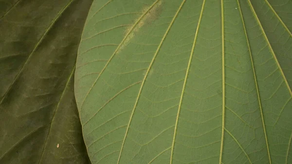 Closeup Green Leaves Pattern Floral Background — Stock Photo, Image