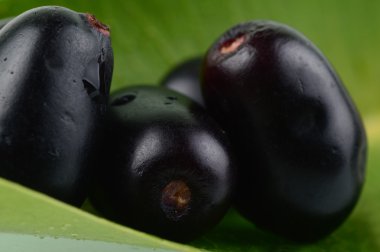 Jambul ya da tatlısı (Syzygium cumini) beyaz arka plan üzerinde izole yaprak ile