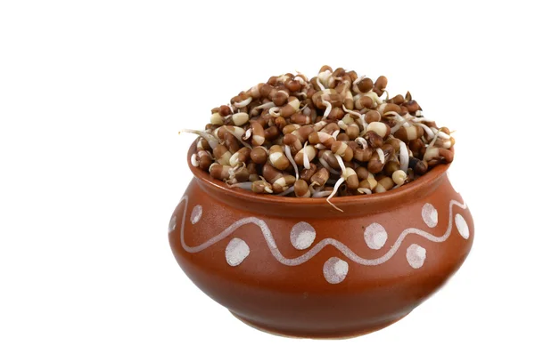 Sprouted Moth Beans in pot, Indian name Matki, Closeup of moth beans a lesser known legume Stock Image