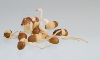 Portre, güve fasulye, Hint adı Matki Filiz, Closeup güve daha az bilinen baklagil kuru fasulye