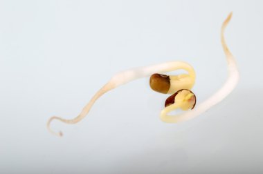 Portre, güve fasulye, Hint adı Matki Filiz, Closeup güve daha az bilinen baklagil kuru fasulye