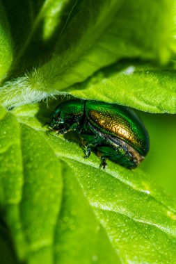 Green cockchafer sitting on a leaf