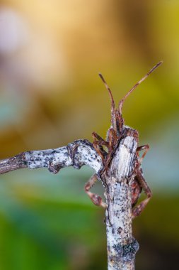 Beetle sitting on branch