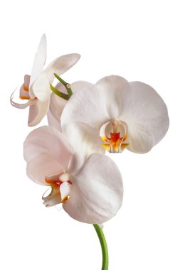 Beyaz orkide beyaza izole edilmiş.