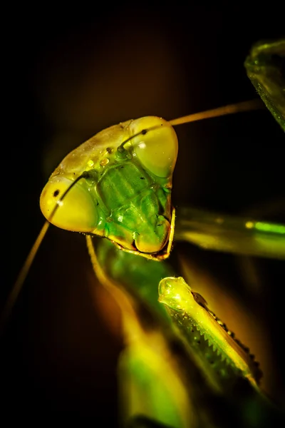 緑の葉にカマキリ — ストック写真