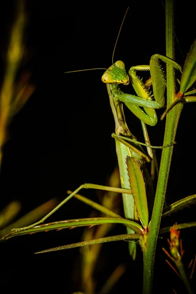 Praying Mantis on the green leaf — Stock Photo, Image