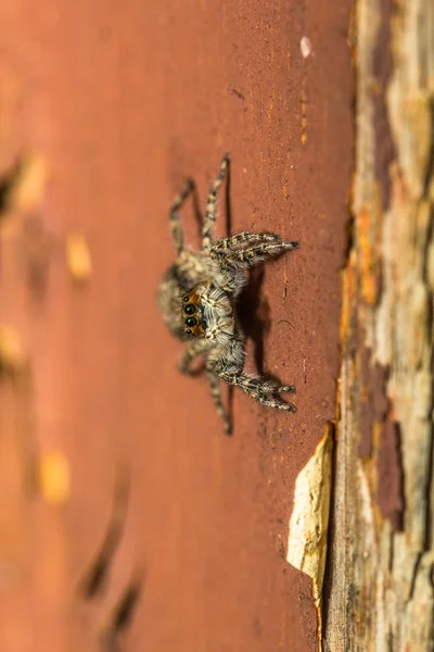 Spinnen — Stockfoto