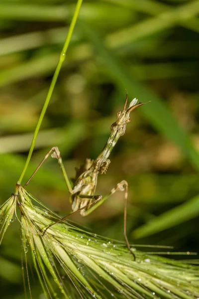 Praying Mantis on the green leaf — Stock Photo, Image