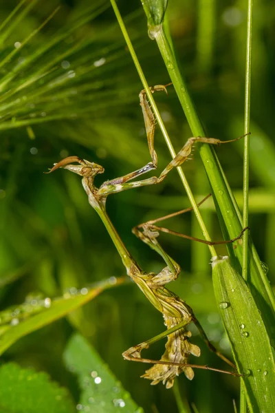 Praying Mantis on the green leaf — Stock Photo, Image