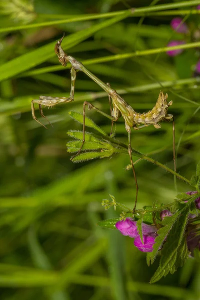Praying Mantis on the green leaf — Stock Photo, Image