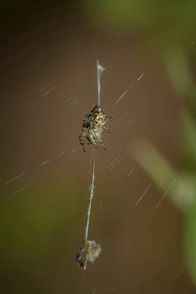 Spindel på spindelnät — Stockfoto