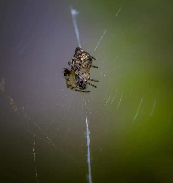 Araignée sur toile d'araignée — Photo