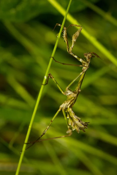 Praying Mantis on the green leaf — Stock Photo, Image