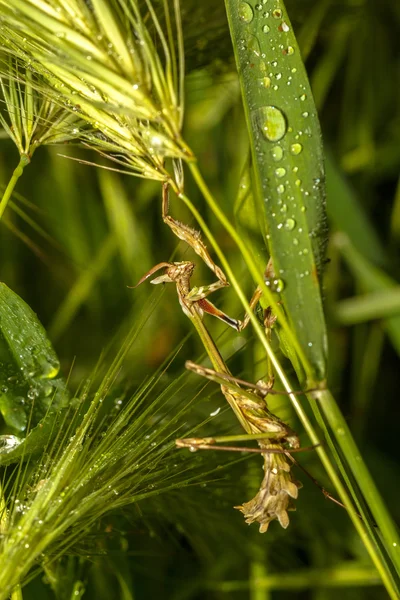 Praying Mantis on the green leaf — Stock Photo, Image