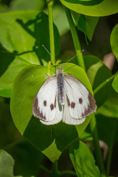 Hermosa mariposa sentada en una flor — Foto de Stock