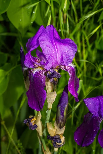 Iris blomma i morgondagg — Stockfoto