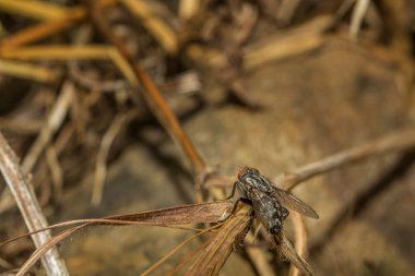 Küçük çim üzerinde oturan sinek. Yakın çekim. 