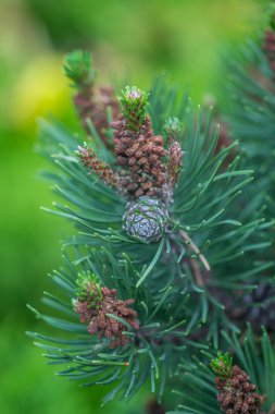 Pine Cone And Branches clipart