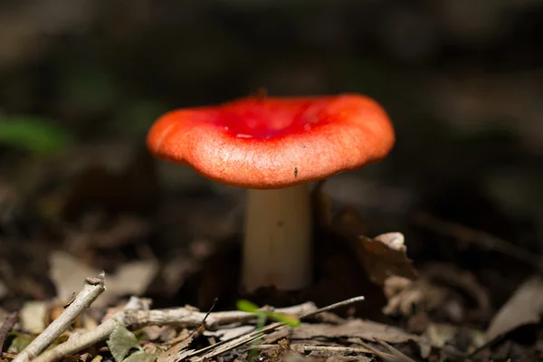 Mushroom Growing in Forest.