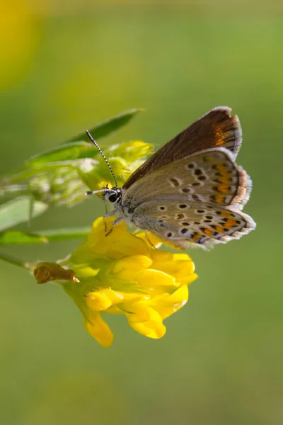 Beau papillon assis sur une fleur — Photo
