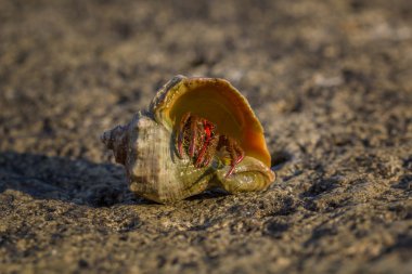 münzevi kimse Yengeç