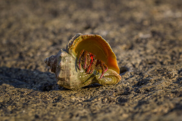 Краб-отшельник
