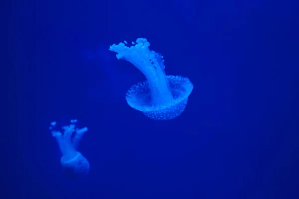 Denizanası — Stok fotoğraf