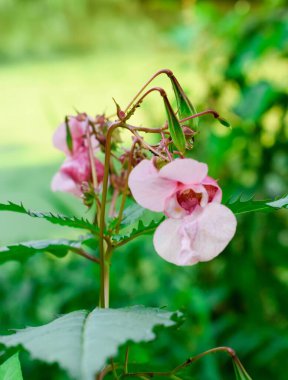 Avusturya 'da pembe çiçek