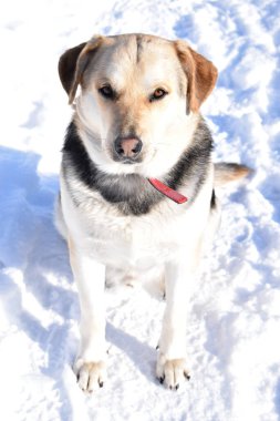 Beyaz karla dolu kış manzarası. Kurt tipli büyük bir köpek.