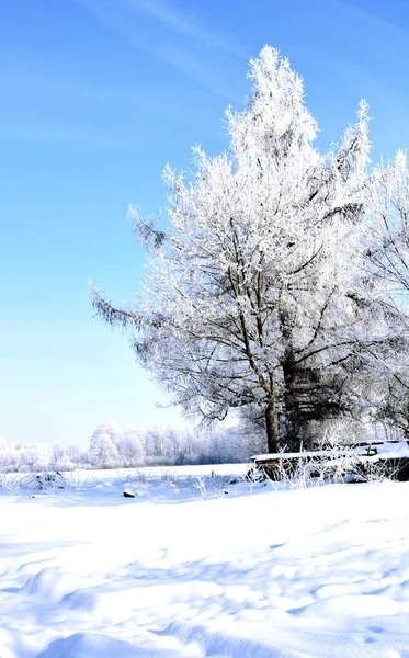 Gri gökyüzüne karşı karla kaplı ağaçlar. Beyaz karla kaplı tarlaların kış manzarası. Kar ve gökyüzünün arka planında donmuş dal..