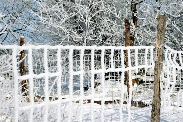 Árboles Cubiertos Nieve Contra Cielo Gris Vista Invernal Campos Llenos — Foto de Stock