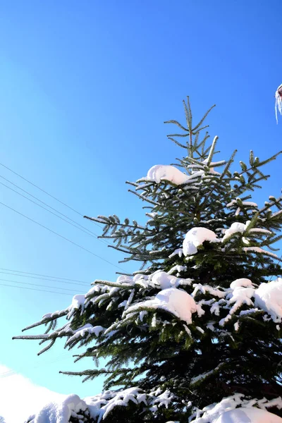 Una Vista Invierno Campos Llenos Nieve Blanca Abeto Con Almohadas — Foto de Stock