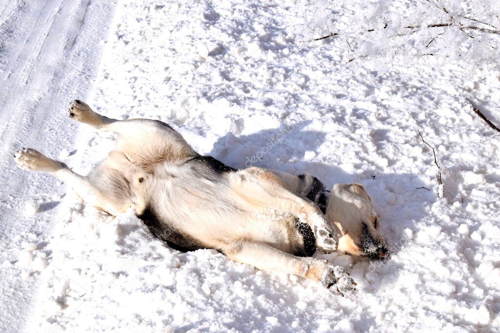 A winter view of fields full of white snow. a large wolf-type dog lying in the snow. play in the snow