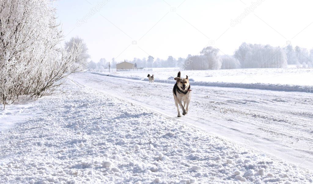 Snow-covered trees against the gray sky.A winter view of fields full of white snow. Frosted tree against the background of snow and sky. A running large dog in the wolf type