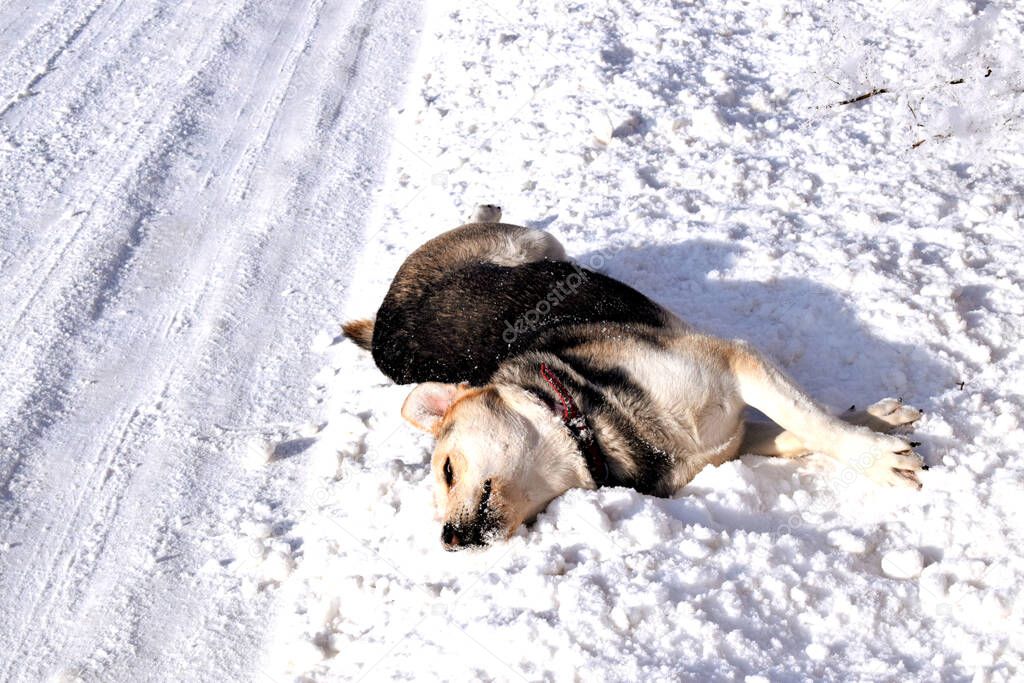 A winter view of fields full of white snow. a large wolf-type dog lying in the snow. play in the snow