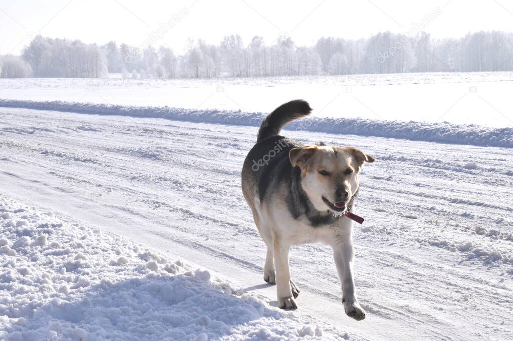 A winter view of fields full of white snow. A running large dog in the wolf type