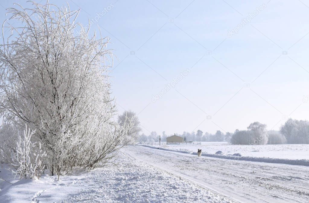 A winter view of fields full of white snow. Trees with pillows of white snow. A dog running along the road. 