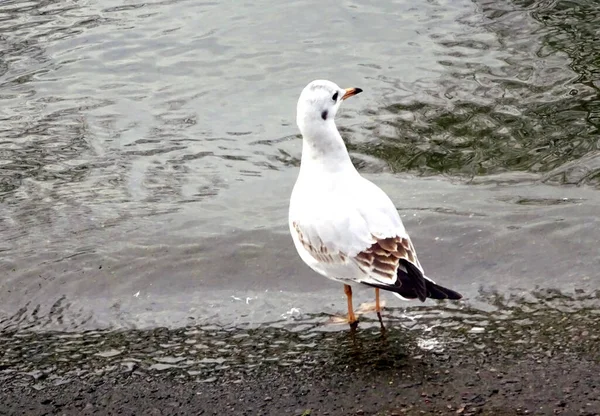 水边的白鸟 — 图库照片