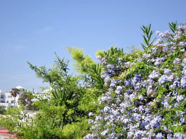 Yeşil palmiye ağaçları. Egzotik görünümlü yemyeşil bitkiler. Renkli çiçekler parkları süslüyor. Güzel mavi çiçekler.