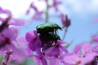Çiftleşen iki böcekli mor bir çiçek..